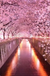 Haft diamentowy MY137  ALEJA